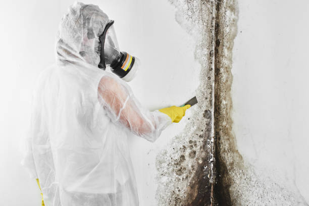 Best Commercial Mold Removal  in Neuse Forest, NC