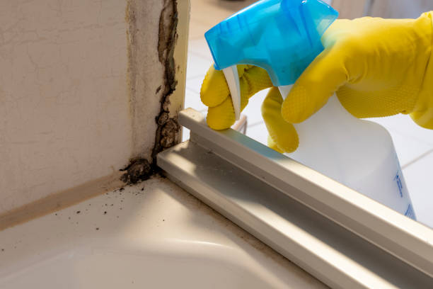 Attic Mold Removal in Neuse Forest, NC