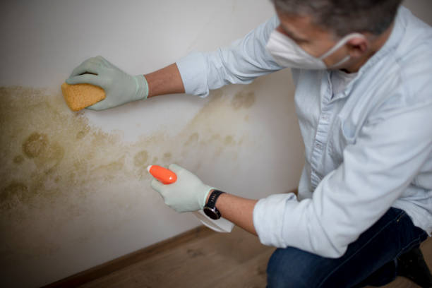 Best Attic Mold Removal  in Neuse Forest, NC