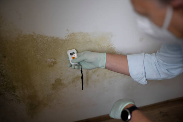 Best Mold Cleaning Services  in Neuse Forest, NC