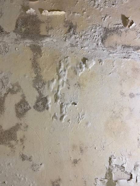 Best Toxic Mold Removal  in Neuse Forest, NC