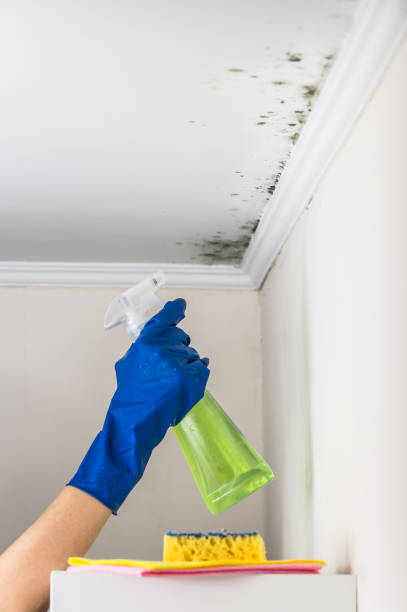 Certified Mold Removal in Neuse Forest, NC